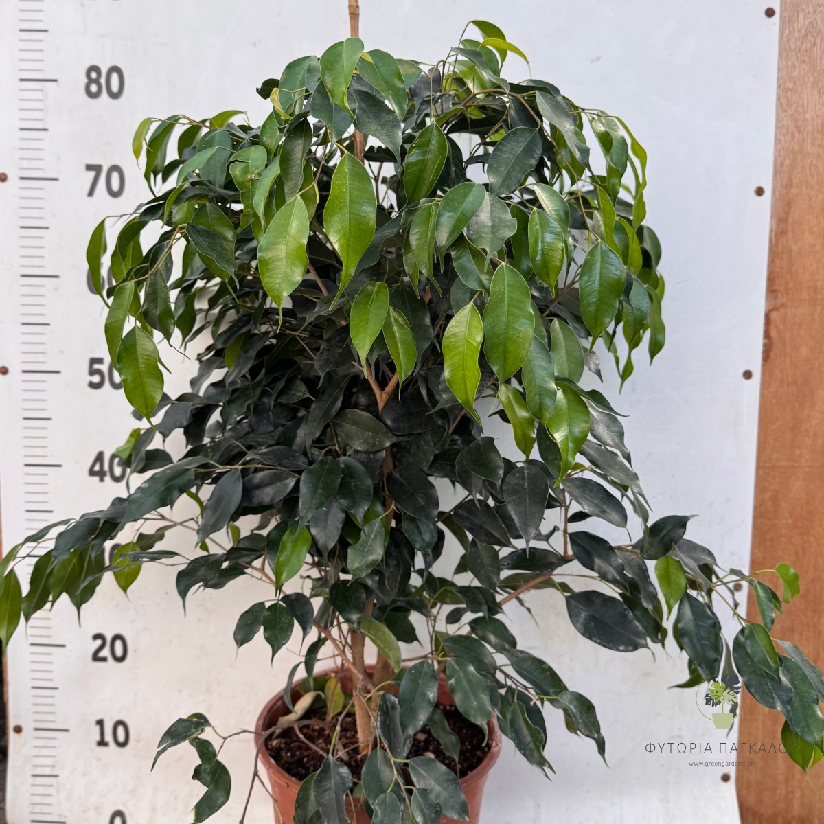 Φίκος Βενιαμίν (Ficus benjamina) - 2